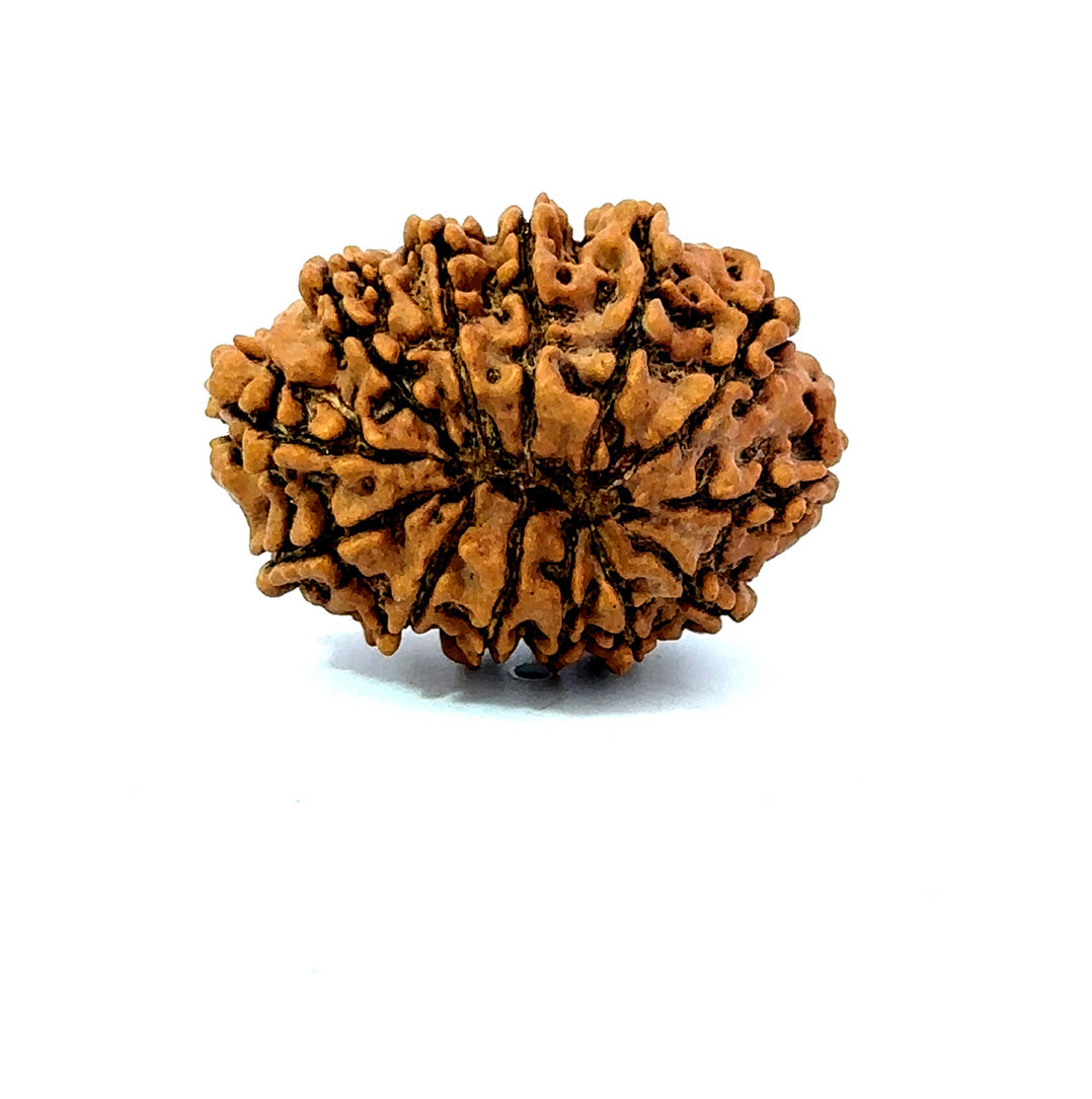 ✨ Benefits of 13 Mukhi Rudraksha (Natural & Certified) Medium