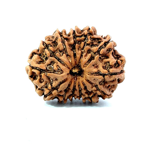 ✨ Benefits of 13 Mukhi Rudraksha (Natural & Certified) Antik