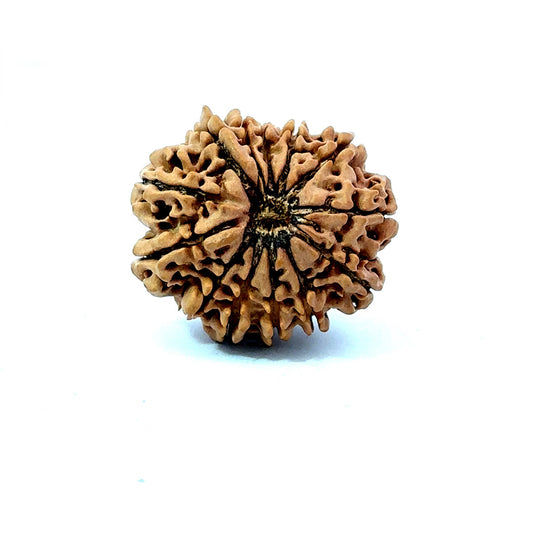 ✨ Benefits of 13 Mukhi Rudraksha (Natural & Certified) Big
