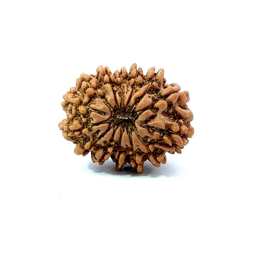 🌿 14 Mukhi Nepali Rudraksha (Natural & Certified). Small