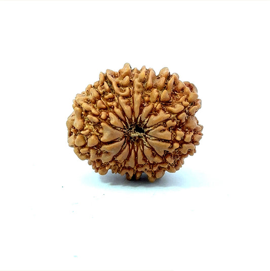 🌿 14 Mukhi Nepali Rudraksha (Natural & Certified). Small
