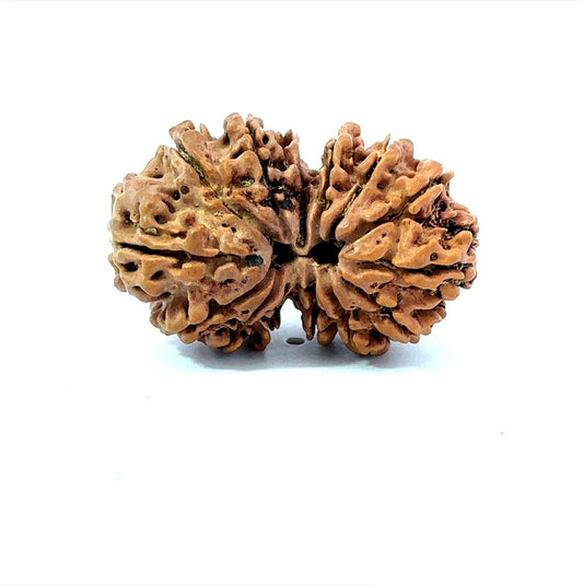 🌿 14 Mukhi Gauri Shankar Rudraksha (Natural & Certified). Big
