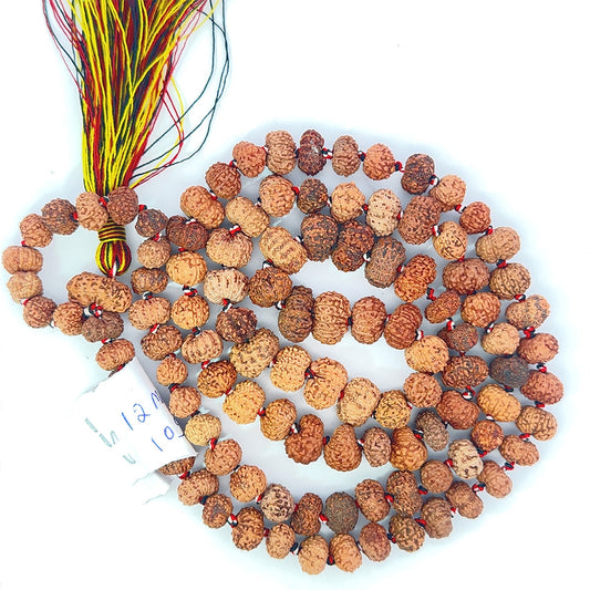 12 Mukhi Rudraksha Mala