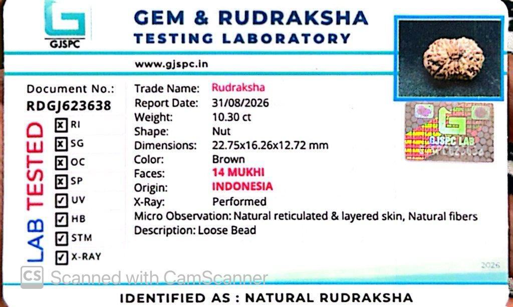 ๐ฟ 14 Mukhi Nepali Rudraksha (Natural & Certified). Super Collector