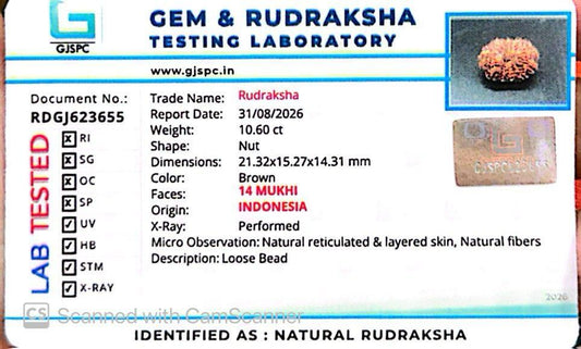 🌿 14 Mukhi Nepali Rudraksha (Natural & Certified). Super collective