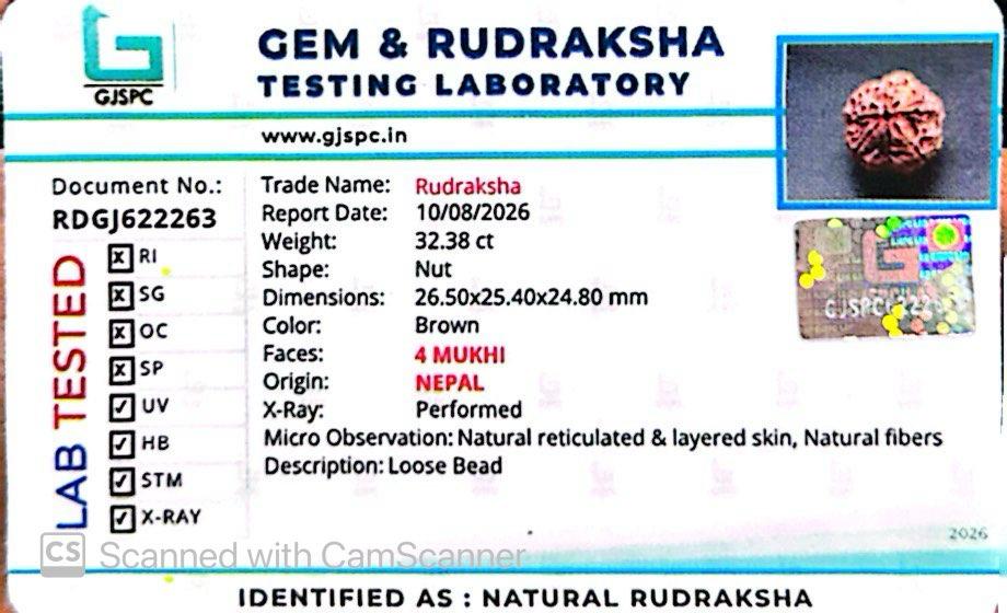 Nepali 4 Mukhi Rudraksha