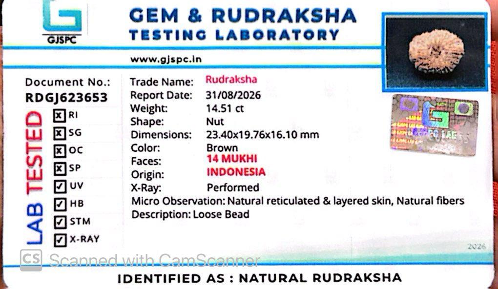 ๐ฟ 14 Mukhi Nepali Rudraksha (Natural & Certified). Super collective