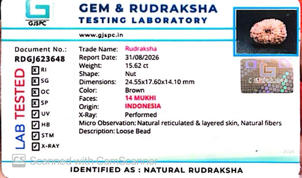 ๐ฟ 14 Mukhi Nepali Rudraksha (Natural & Certified). Super collective