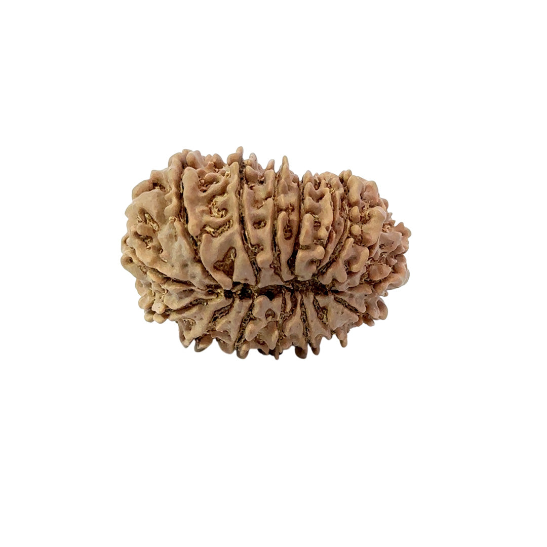 16 Mukhi Nepali Rudraksha (Antik)