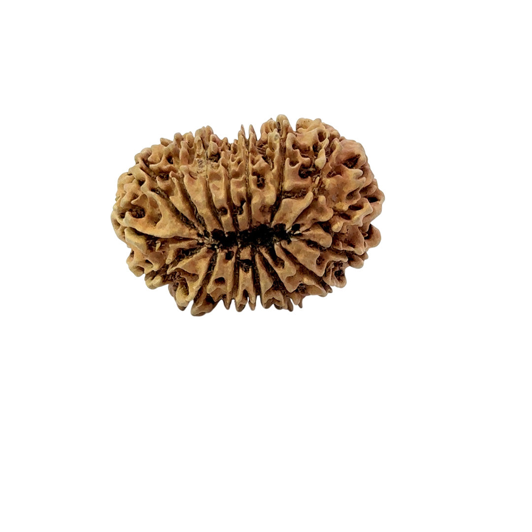 16 Mukhi Nepali Rudraksha (Big)