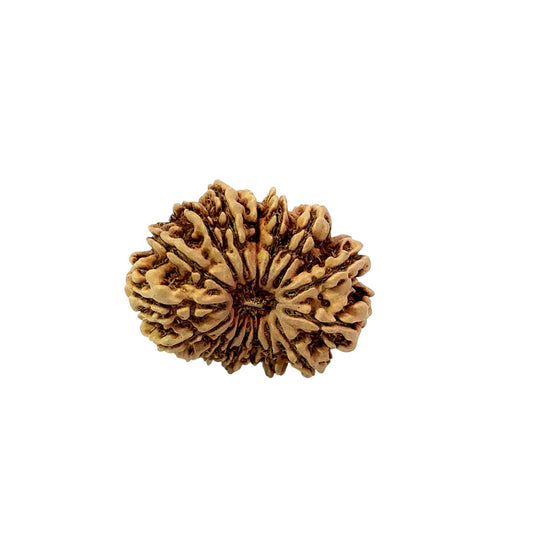 16 Mukhi Nepali Rudraksha (Big)