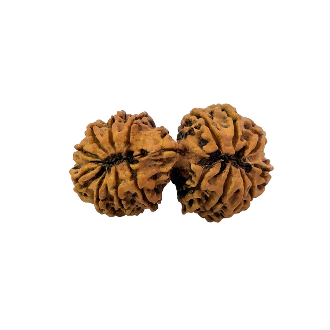 16 Mukhi Gauri Shankar Nepali Rudraksha (Big)
