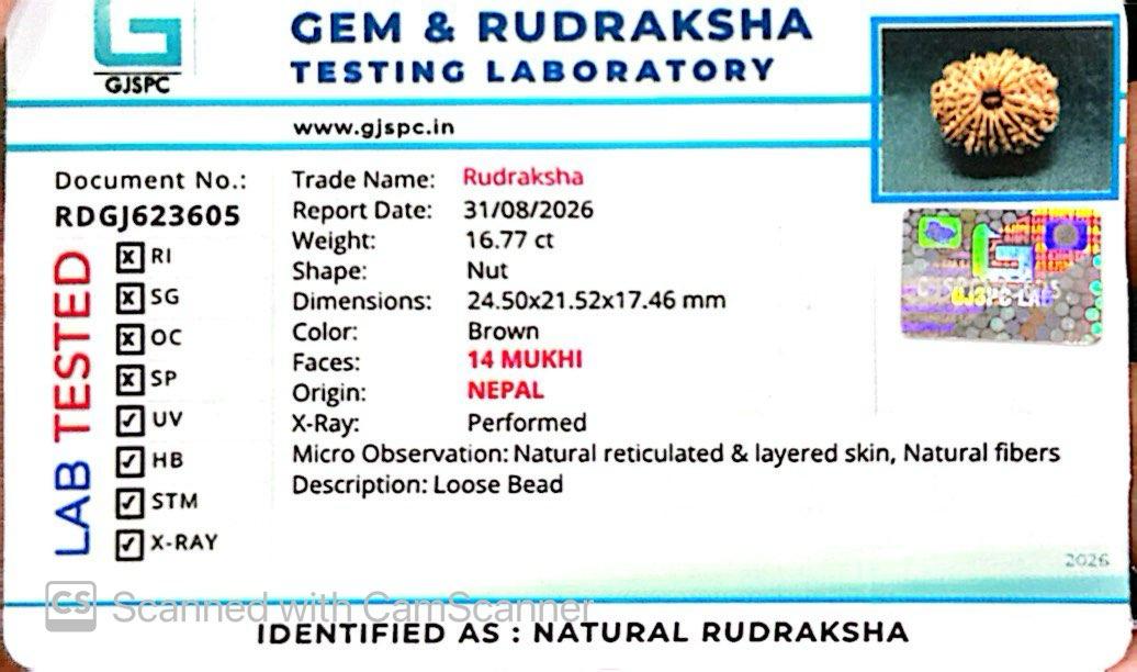 ๐ฟ 14 Mukhi Nepali Rudraksha (Natural & Certified). Medium