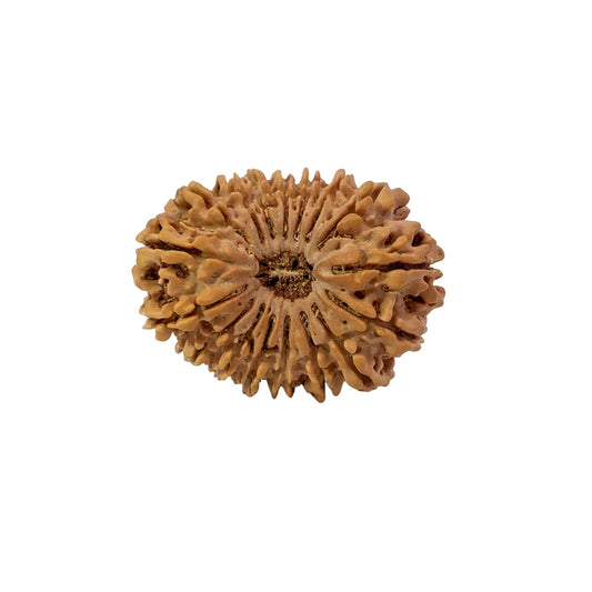 17 Mukhi Nepali Rudraksha (Super Collector Beads)