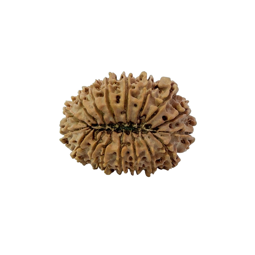 17 Mukhi Nepali Rudraksha (Super Collector Beads)