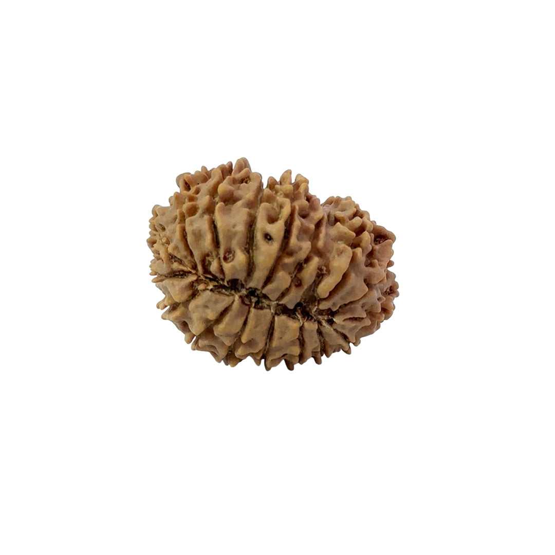 17 Mukhi Nepali Rudraksha (Medium)