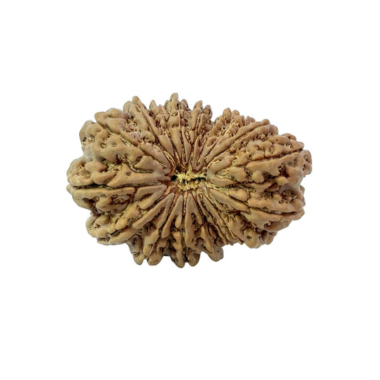 17 Mukhi Nepali Rudraksha (Super Collector Beads)
