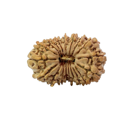 19 Mukhi Nepali Rudraksha (Antik)