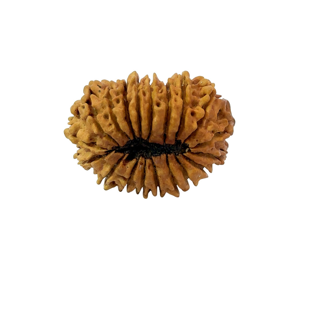 19 Mukhi Nepali Rudraksha (Antik)