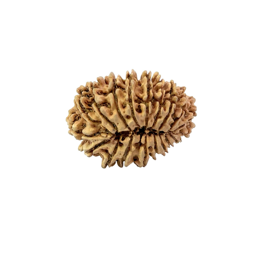19 Mukhi Nepali Rudraksha (Medium)