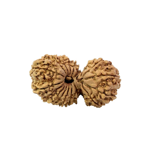 19 Mukhi Gauri Shankar Nepali Rudraksha (Big)
