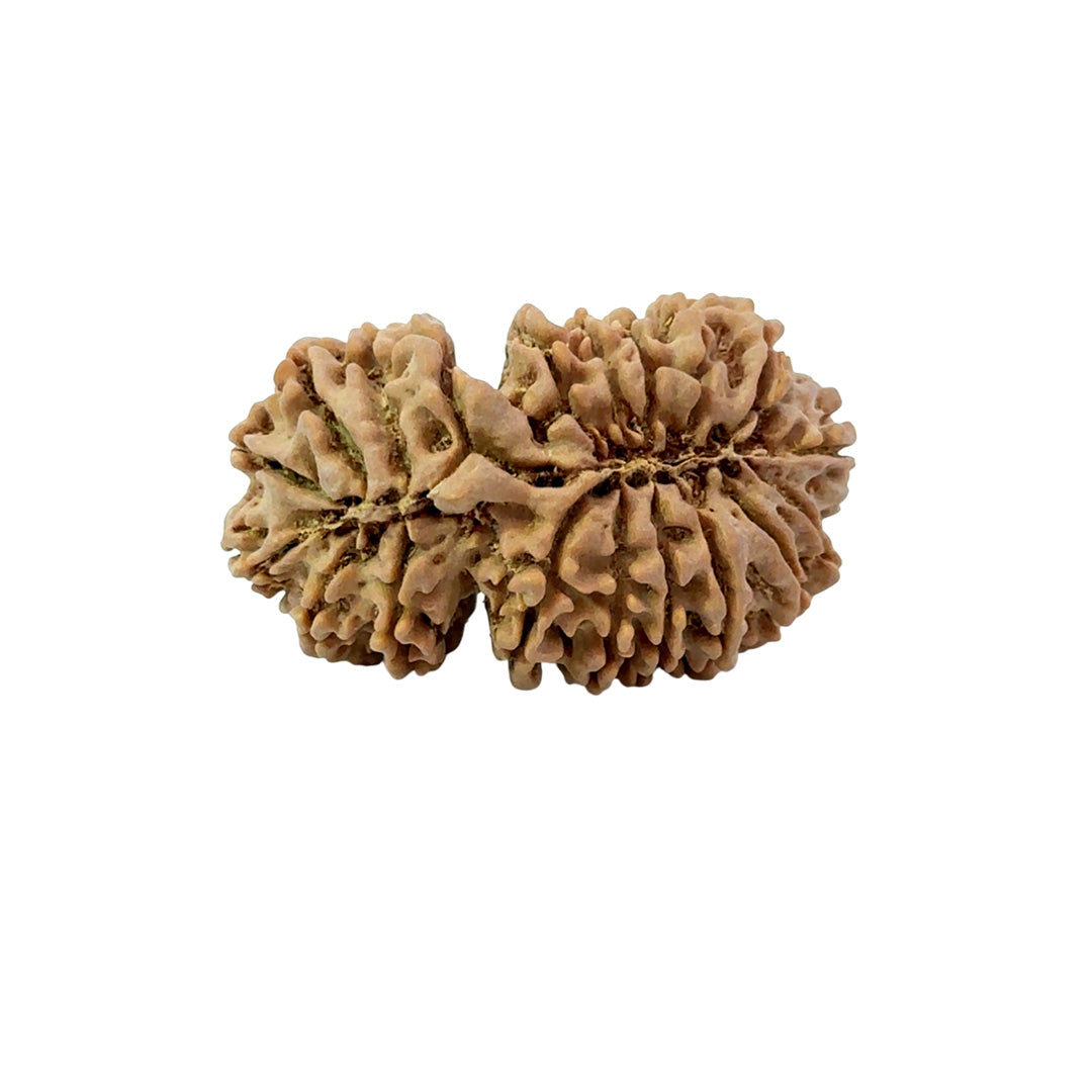 19 Mukhi Gauri Shankar Nepali Rudraksha (Big)