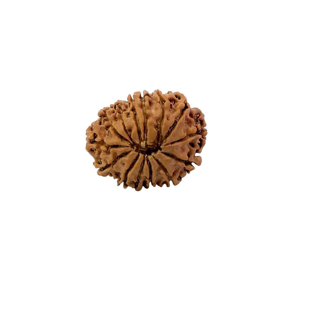 šæ 14 Mukhi Nepali Rudraksha (Natural & Certified). Medium