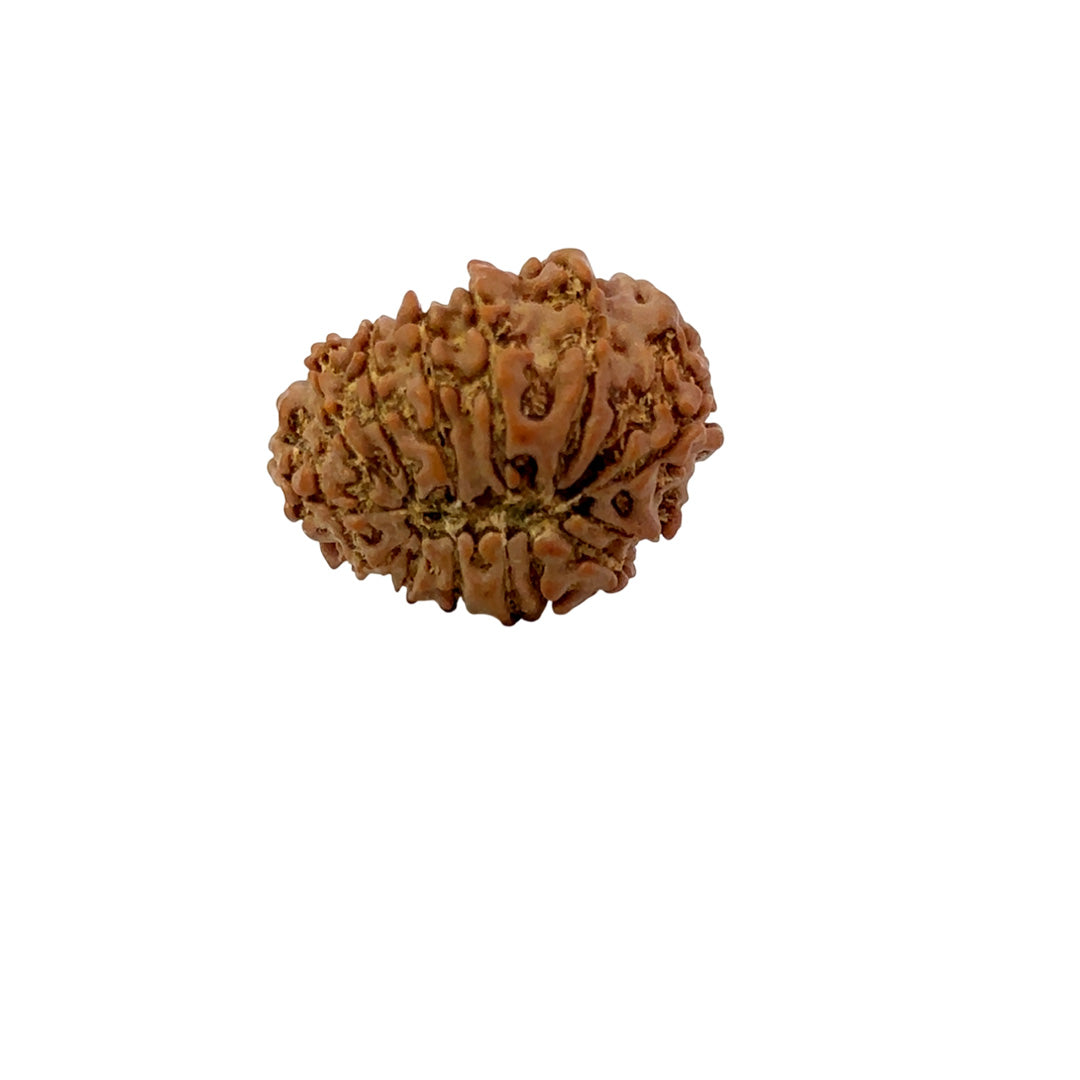 šæ 14 Mukhi Nepali Rudraksha (Natural & Certified). Medium