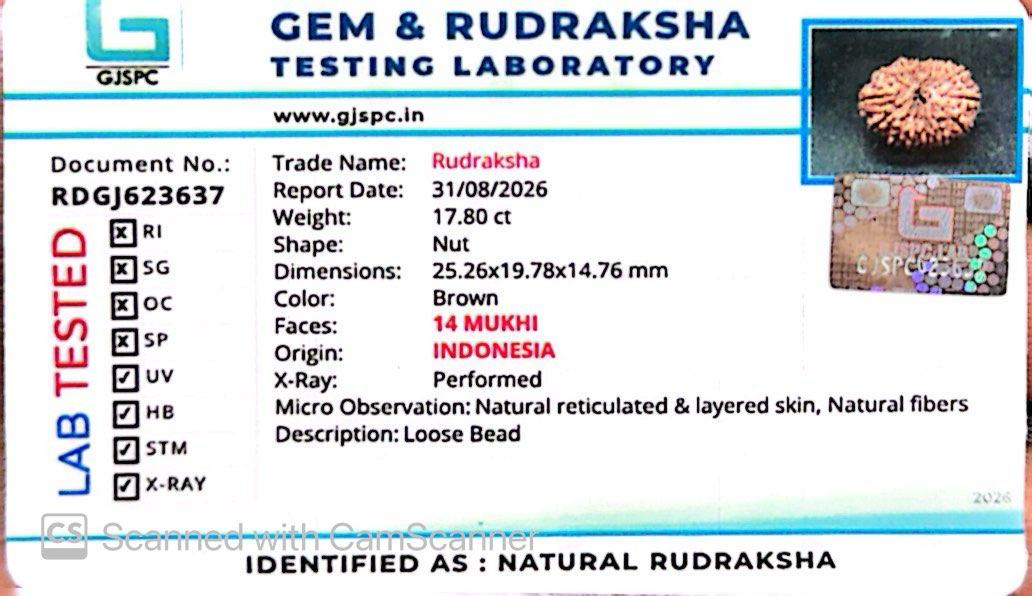 ๐ฟ 14 Mukhi Nepali Rudraksha (Natural & Certified). Super Collector