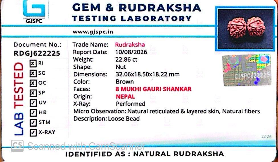Nepali 8 Mukhi Gauri Shankar Rudraksha