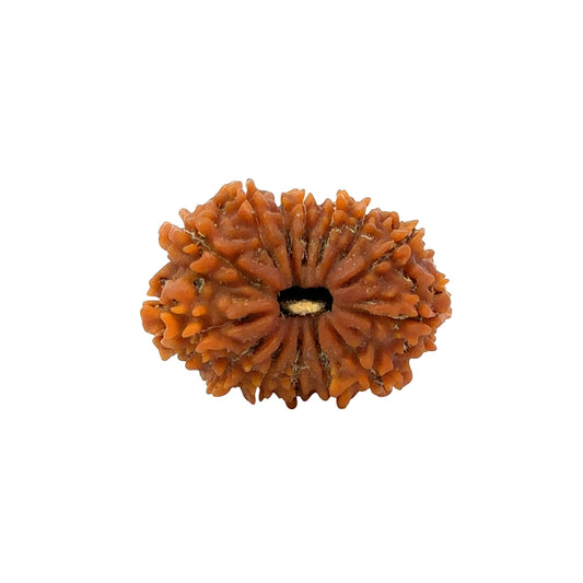 15 Mukhi Rudraksha (Fifteen Faced Rudraksha) – Rare & Powerful Bead