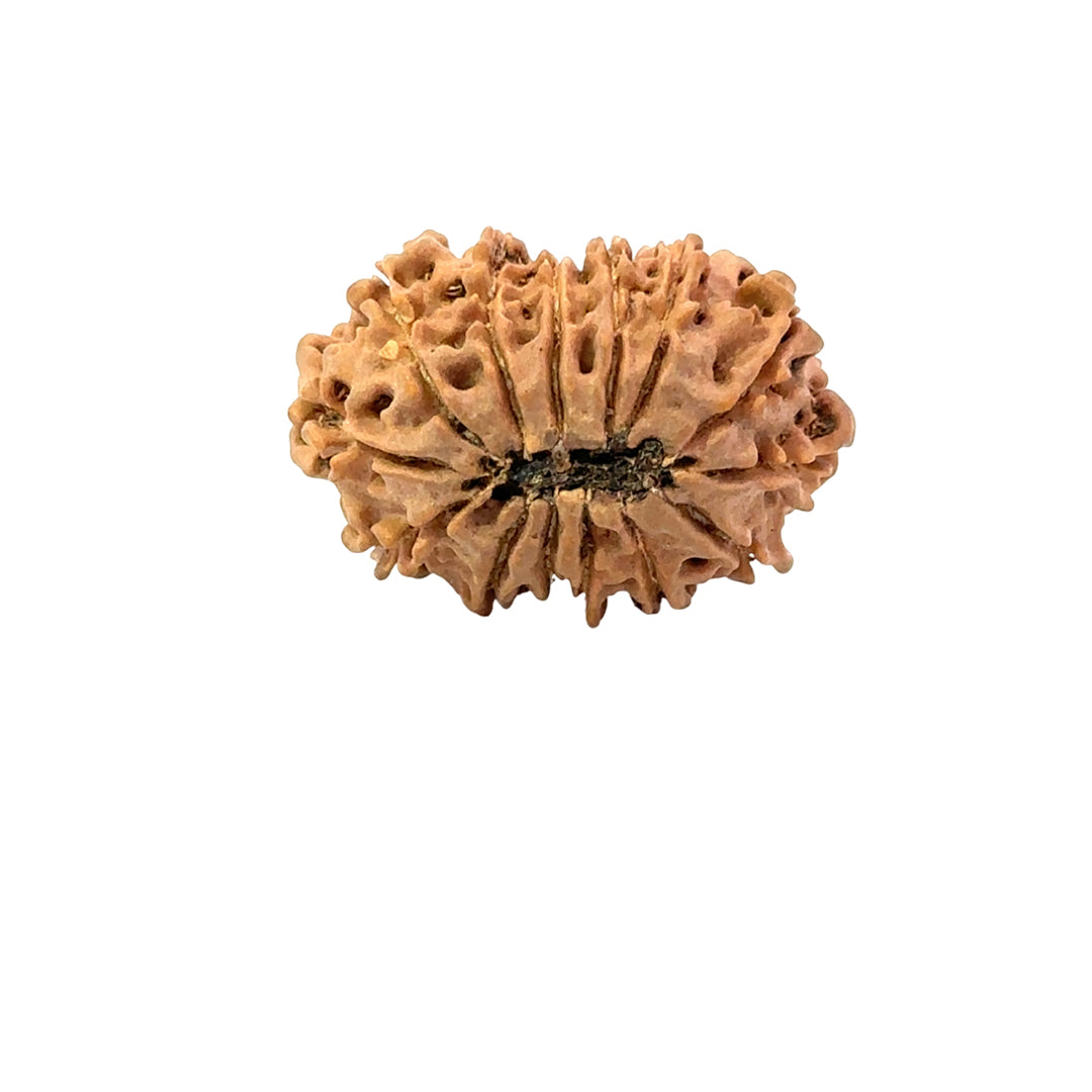15 Mukhi Rudraksha (Fifteen Faced Rudraksha) – Rare & Powerful Bead