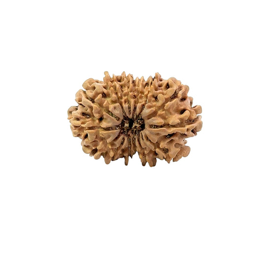 15 Mukhi Rudraksha (Fifteen Faced Rudraksha) – Rare & Powerful Bead