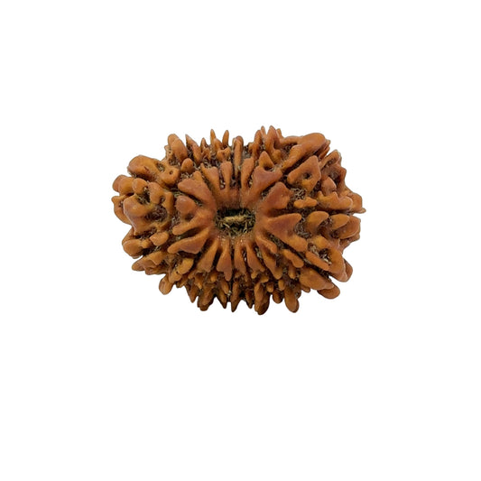 15 Mukhi Rudraksha (Fifteen Faced Rudraksha) – Rare & Powerful Bead