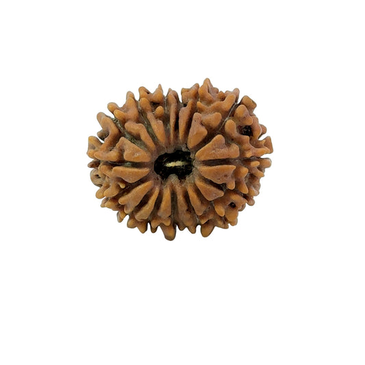 15 Mukhi Rudraksha (Fifteen Faced Rudraksha) – Rare & Powerful Bead