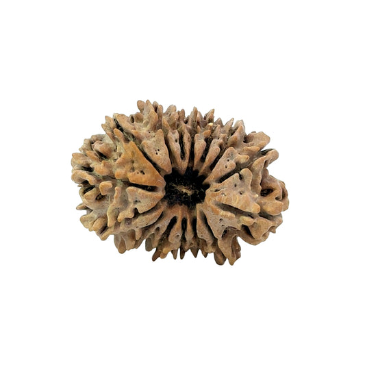 15 Mukhi Rudraksha (Fifteen Faced Rudraksha) – Rare & Powerful Bead