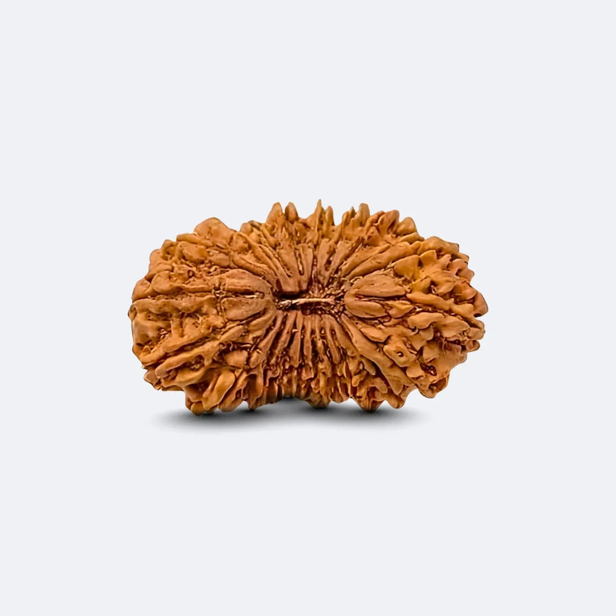 21 Mukhi