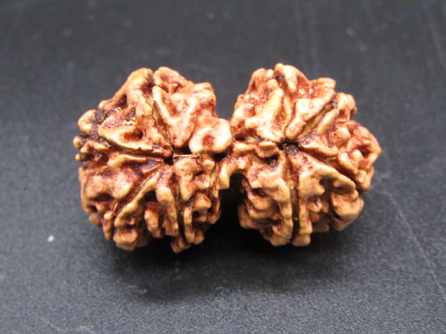 Natural Nepal Gauri Shankar Rudraksha – Certified Spiritual Bead