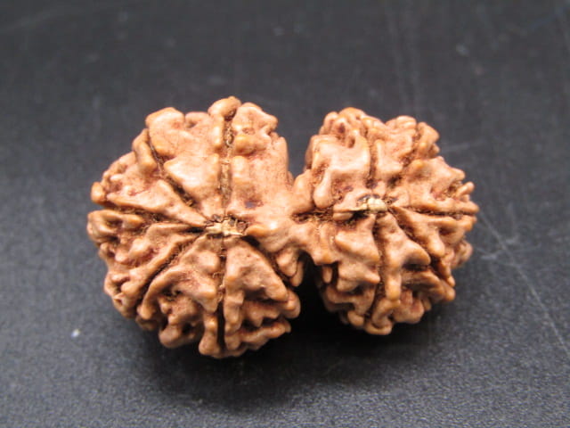 Natural Nepal Gauri Shankar Rudraksha – Certified Spiritual Bead