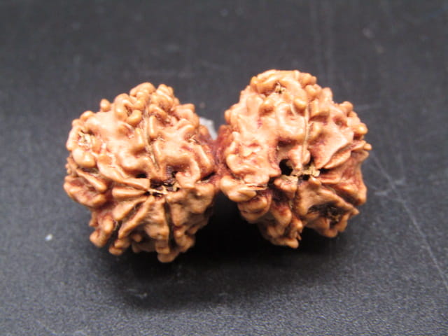 Natural Nepal Gauri Shankar Rudraksha – Certified Spiritual Bead