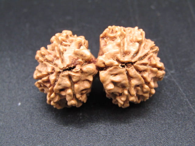 Natural Nepal Gauri Shankar Rudraksha – Certified Spiritual Bead