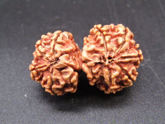 Natural Nepal Gauri Shankar Rudraksha – Certified Spiritual Bead