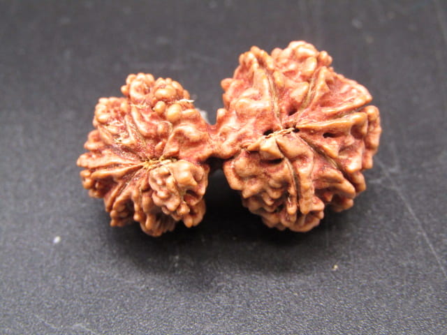 Natural Nepal Gauri Shankar Rudraksha – Certified Spiritual Bead