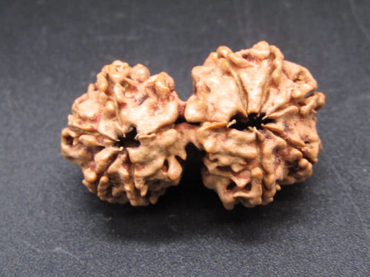 Natural Nepal Gauri Shankar Rudraksha – Certified Spiritual Bead