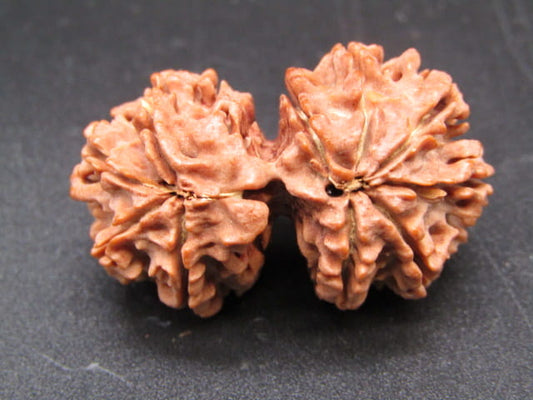 Natural Nepal Gauri Shankar Rudraksha – Certified Spiritual Bead