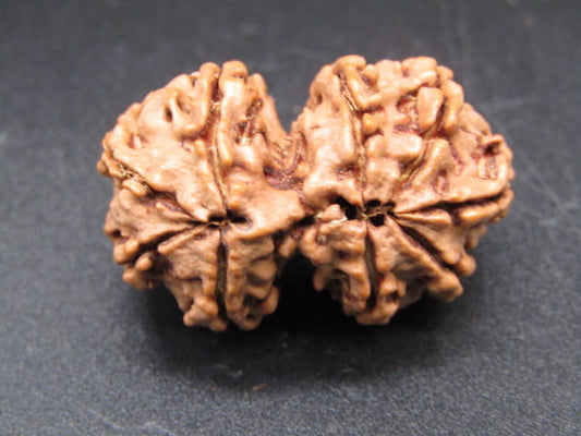 Natural Nepal Gauri Shankar Rudraksha – Certified Spiritual Bead