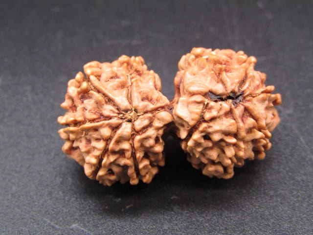 Natural Nepal Gauri Shankar Rudraksha – Certified Spiritual Bead