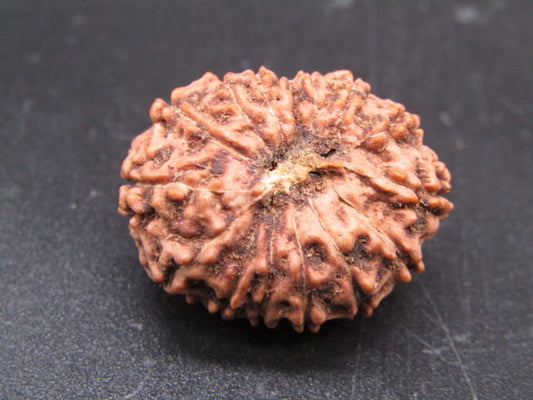 🌿 14 Mukhi Nepali Rudraksha (Natural & Certified). Super Collector