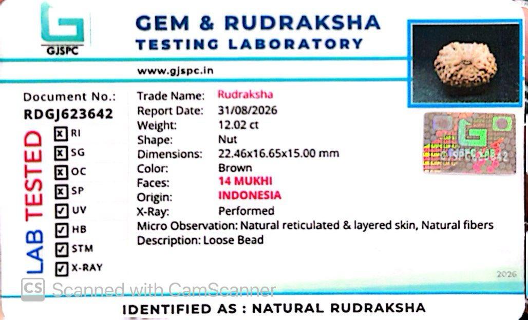 ๐ฟ 14 Mukhi Nepali Rudraksha (Natural & Certified). Super Collector