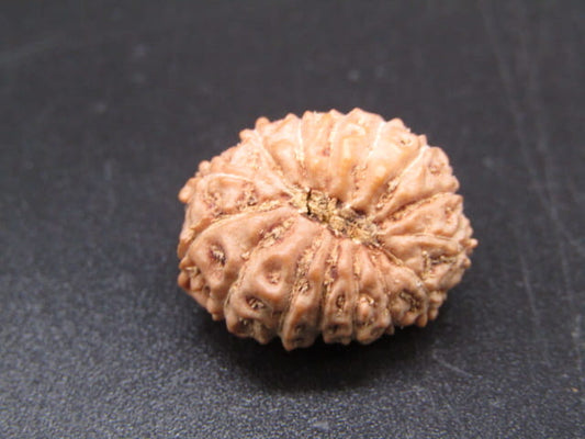 🌿 14 Mukhi Nepali Rudraksha (Natural & Certified). Medium